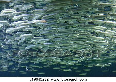 Sardines View Large Photo Image Stock Image - Sardines. Fotosearch