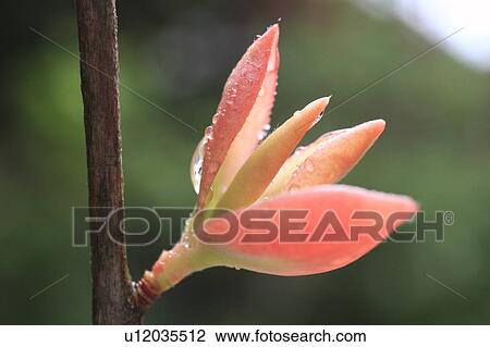 Sasanqua Flower View Large Photo Image Stock Image - Sasanqua Flower. Fotosearch