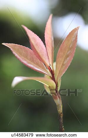 Sasanqua Flower View Large Photo Image Stock Photo - Sasanqua Flower. Fotosearch
