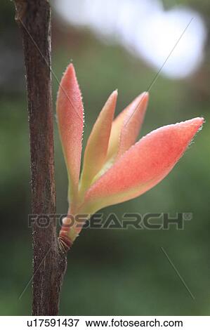 Stock Photo - Sasanqua Flower. Fotosearch