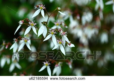 Saxifraga stolonifera View Large Photo Image Picture - Saxifraga stolonifera. Fotosearch