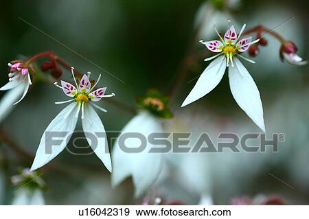 Saxifraga stolonifera View Large Photo Image Stock Photo - Saxifraga stolonifera. Fotosearch