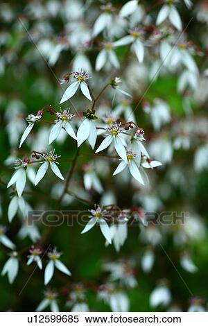 Saxifraga stolonifera View Large Photo Image Stock Photography - Saxifraga stolonifera. Fotosearch