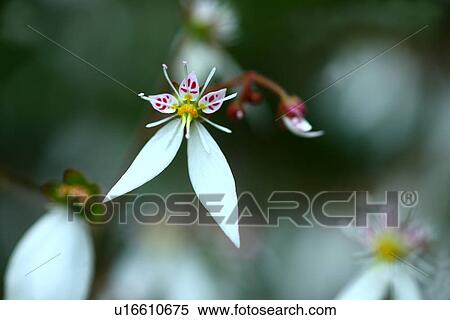 Saxifraga stolonifera View Large Photo Image Stock Photography - Saxifraga stolonifera. Fotosearch