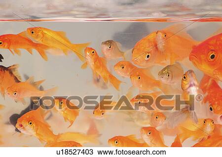 Stock Image - School of Goldfish. Fotosearch