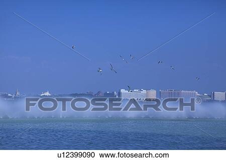 Stock Image - Sea Gull Flying Over Skyline. Fotosearch