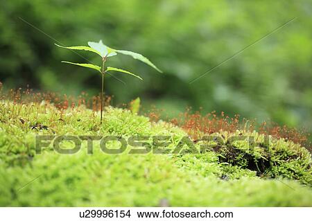 Seedling and Moss View Large Photo Image Picture - Seedling and Moss. Fotosearch