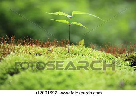 Seedling and Moss View Large Photo Image Stock Image - Seedling and Moss. Fotosearch