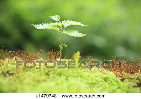 Stock Image - Seedling and Moss. Fotosearch