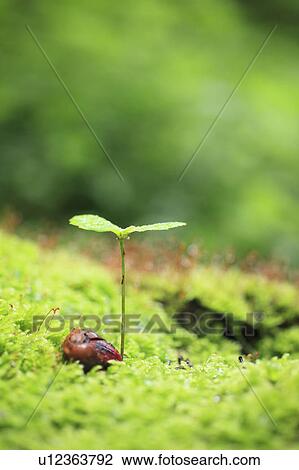 Seedling View Large Photo Image Stock Image - Seedling. Fotosearch