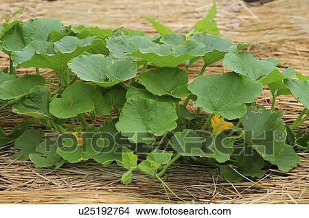 Seedlings of Japanese Pumpkin View Large Photo Image Picture - Seedlings of Japanese Pumpkin. Fotosearch