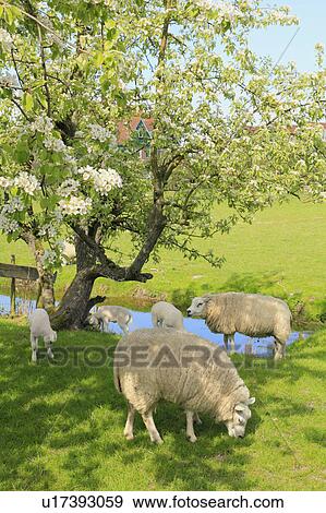 Sheep Grazing View Large Photo Image Stock Photo - Sheep Grazing. Fotosearch