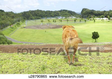 Shiba Inu Looking at Playground View Large Photo Image Stock Photography - Shiba Inu Looking at Playground. Fotosearch