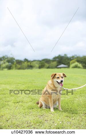 Shiba Inu Sitting on Grass in Park View Large Photo Image Stock Photograph - Shiba Inu Sitting on Grass in Park. Fotosearch