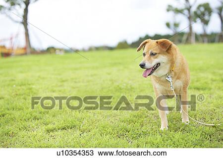 Stock Image - Shiba Inu. Fotosearch