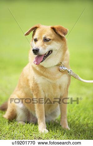 Stock Image - Shiba Inu. Fotosearch