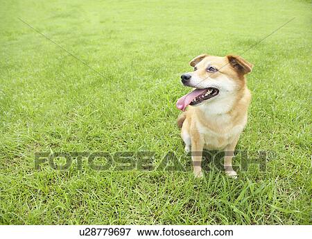 Stock Photo - Shiba Inu. Fotosearch