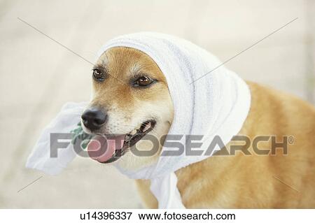 Shiba Inu With Head Wrapped in Towel View Large Photo Image Stock Photo - Shiba Inu With Head Wrapped in Towel. Fotosearch