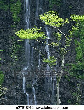 Stock Image - Shiraito Falls. Fotosearch