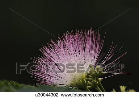 Silk Tree Flower View Large Photo Image Stock Image - Silk Tree Flower. Fotosearch