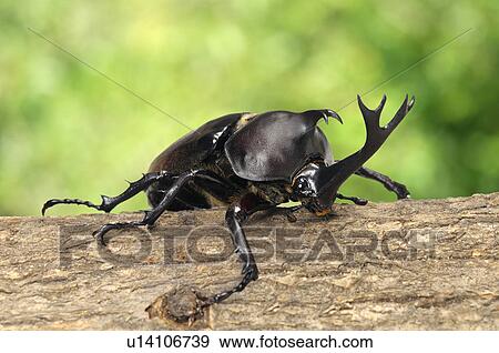 Single Beetle on Tree Trunk View Large Photo Image Stock Photo - Single Beetle on Tree Trunk. Fotosearch