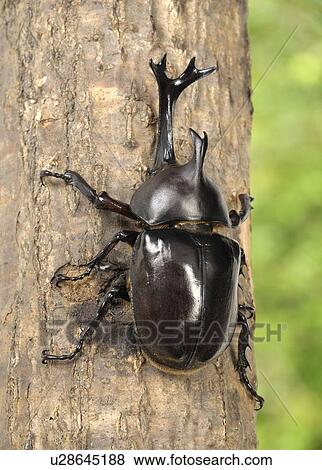 Single Beetle on Tree Trunk View Large Photo Image Stock Photo - Single Beetle on Tree Trunk. Fotosearch