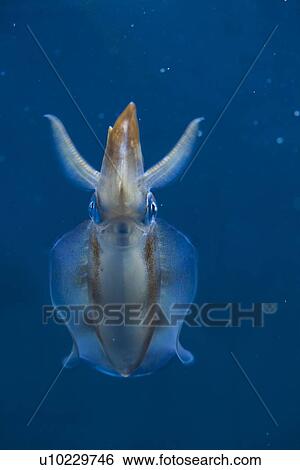 Single Broad-mantle Squid View Large Photo Image Stock Photograph - Single Broad-mantle Squid. Fotosearch