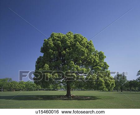 Single Camphor Tree View Large Photo Image Stock Photograph - Single Camphor Tree. Fotosearch