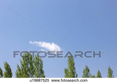 Single Cloud Over Trees View Large Photo Image Stock Photography - Single Cloud Over Trees. Fotosearch