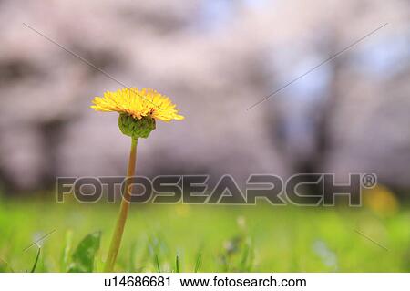 Single Dandelion Flower View Large Photo Image Stock Image - Single Dandelion Flower. Fotosearch