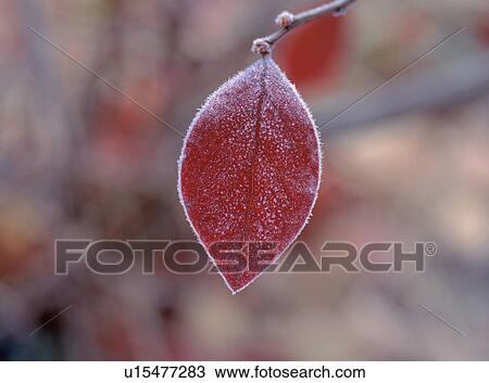 Single Leaf with Frost View Large Photo Image Stock Image - Single Leaf with Frost. Fotosearch