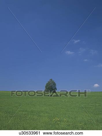 Single Tree in Field View Large Photo Image Stock Image - Single Tree in Field. Fotosearch
