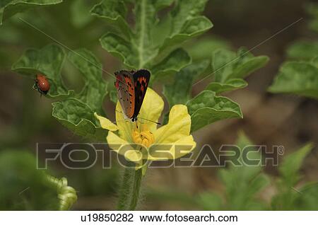 Small Copper Butterfly on Watermelon Flower View Large Photo Image Stock Image - Small Copper Butterfly on Watermelon Flower. Fotosearch
