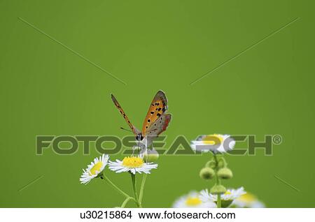 Picture - Small Copper Butterfly. Fotosearch