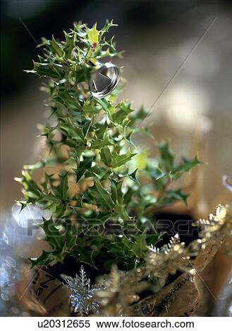 Small holly tree View Large Photo Image Stock Photography - Small holly tree. Fotosearch