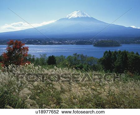Stock Image - Snowcapped Mount Fuji and Japanese Pampas Grass. Fotosearch