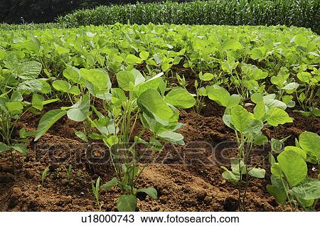 Soybeans Field View Large Photo Image Stock Image - Soybeans Field. Fotosearch