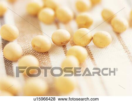 Soybeans View Large Photo Image Stock Photo - Soybeans. Fotosearch