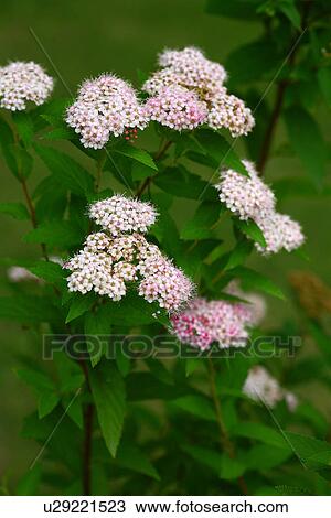 Spiraea japonica View Large Photo Image Stock Image - Spiraea japonica. Fotosearch