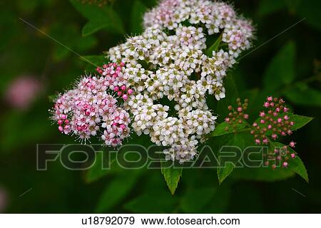 Spiraea japonica View Large Photo Image Stock Photo - Spiraea japonica. Fotosearch