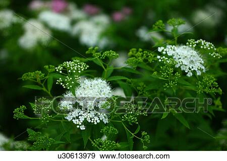 Spiraea japonica View Large Photo Image Stock Photo - Spiraea japonica. Fotosearch