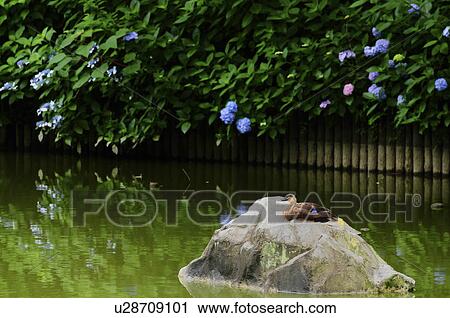 Spotbill duck View Large Photo Image Stock Image - Spotbill duck. Fotosearch