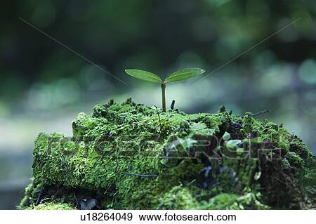 Sprout Growing in Moss View Large Photo Image Stock Photo - Sprout Growing in Moss. Fotosearch