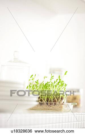 Sprout in the kitchen View Large Photo Image Stock Photograph - Sprout in the kitchen. Fotosearch