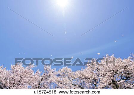 Stock Photo - Sun Over Cherry Blossom Tree. Fotosearch