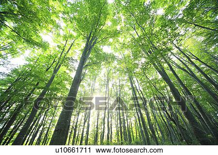 Sun Shining Through Beech Trees View Large Photo Image Stock Image - Sun Shining Through Beech Trees. Fotosearch