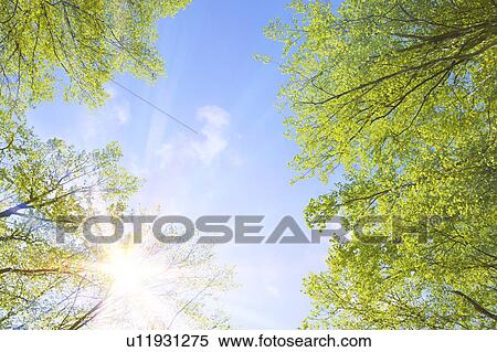 Sun Shining Through Beech Trees View Large Photo Image Stock Photography - Sun Shining Through Beech Trees. Fotosearch