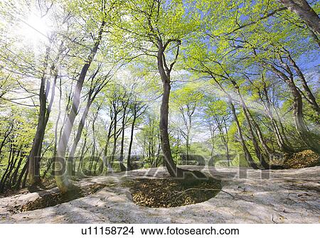 Sun Shining Through Forest in Early Spring View Large Photo Image Picture - Sun Shining Through Forest in Early Spring. Fotosearch