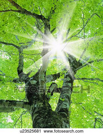Sun Shining Through Tree View Large Photo Image Stock Image - Sun Shining Through Tree. Fotosearch
