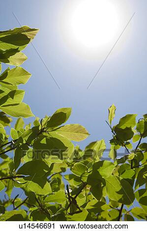 Sun Shining Through Trees View Large Photo Image Stock Image - Sun Shining Through Trees. Fotosearch